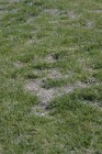 Thinning, patchy lawn